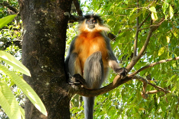Diphlu River Lodge: Golden Langur