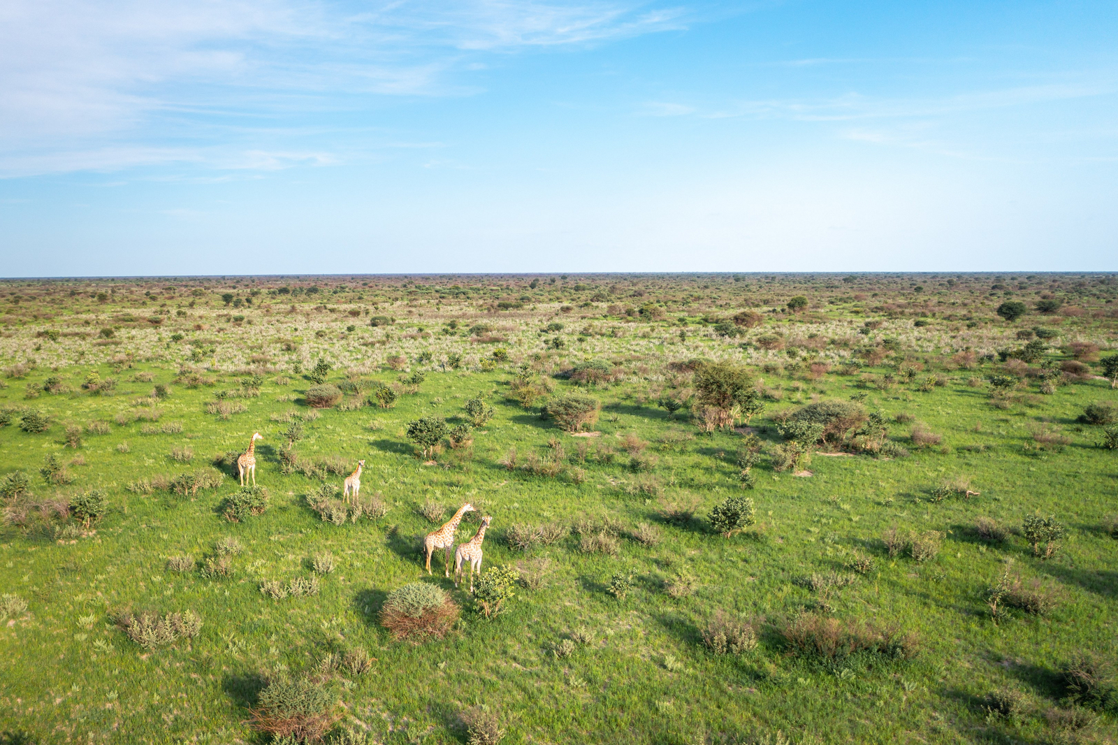 Gham Dhao Lodge Gham Dhao Lodge: Giraffen Luftbild