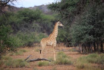 Gmundner Lodge: Baby-Giraffe