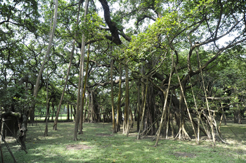 Kolkata: Alter Banyan-Baum