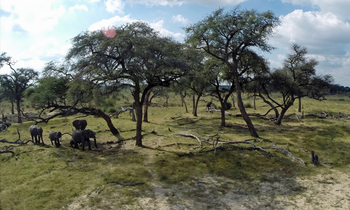 Jozibanini Camp Jozibanini Camp: Wandernde Elefanten