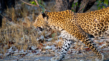 Khwai Expeditions Camp: Leopard