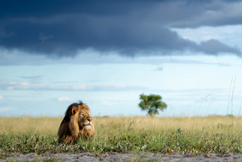 King Lewanika Lodge: Löwe in der Natur