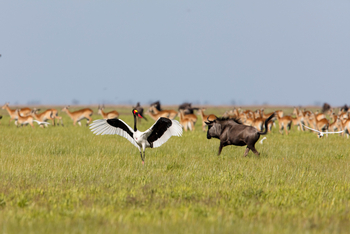 King Lewanika Lodge: Sattelstorch und Streifengnu