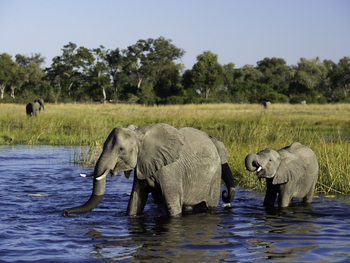 Kings Pool Camp Kings Pool Camp: Elefanten im Linyanti