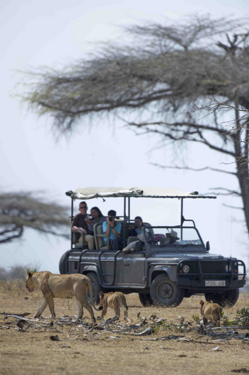 Lake Manze Camp: Löwenfamilie