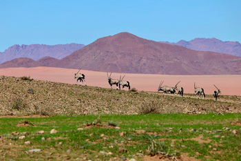 Luna Namib Collection: Ory-Antilopen
