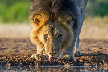 Mashatu Photographic Hide: Löweblick