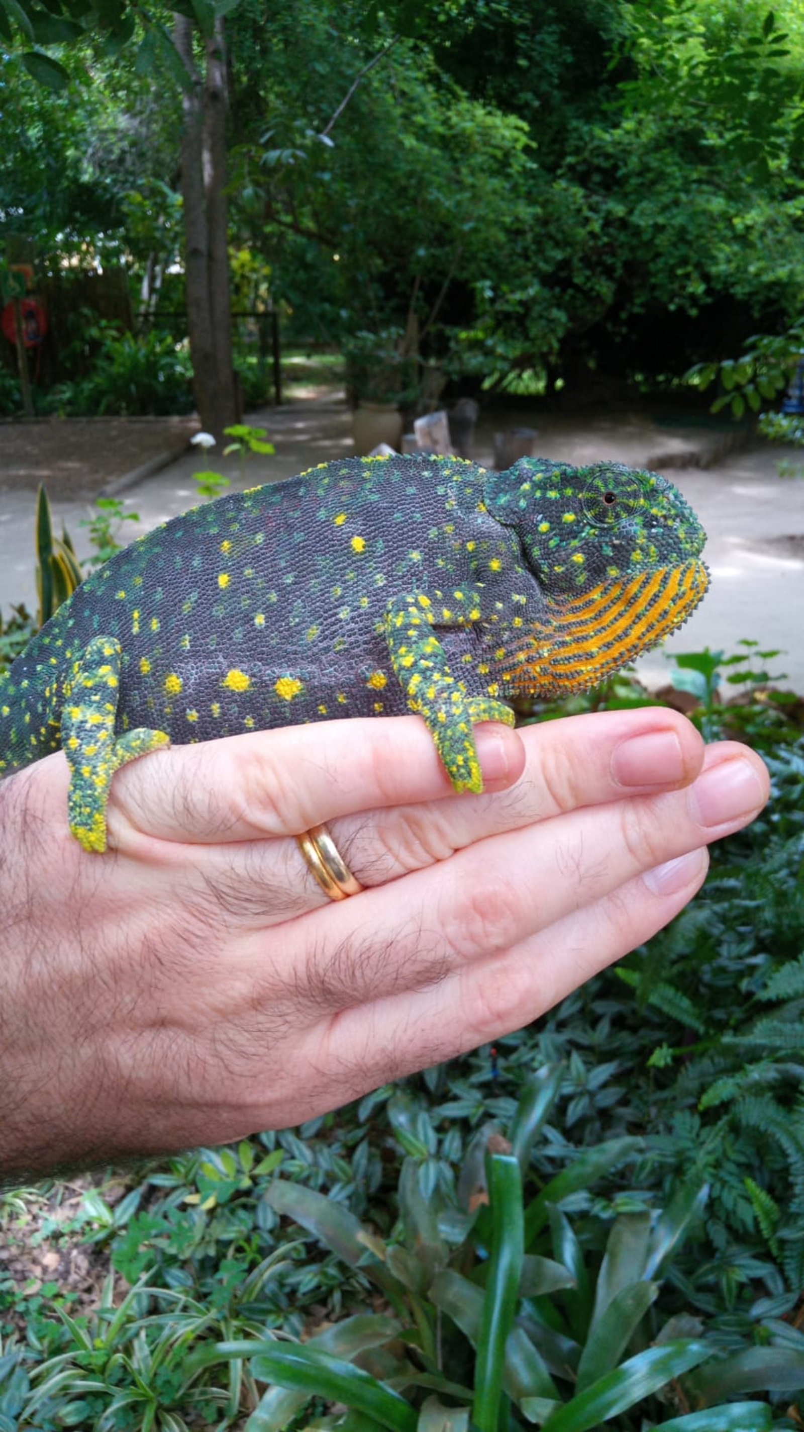 Maun Waterfront Guesthouse Maun Waterfront Guesthouse: Chamäleon