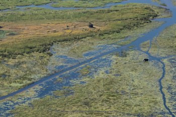 Moremi Crossing: Luftbild