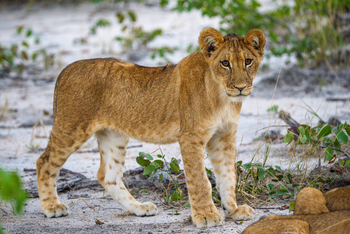 Muddy Teak Camp: Kleiner Löwe