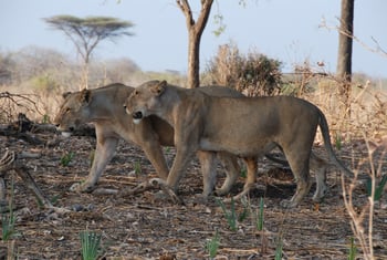 Mwagusi Safari Camp: Löwinnen