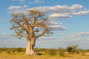 Nxai Pan Camp: Alter Baobab