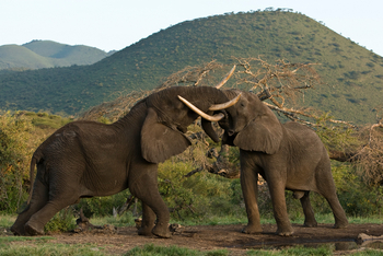 Ol Donyo Lodge: Elefantenbullen im Kampf