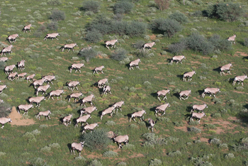 Old Traders Lodge: Gemsbockherde