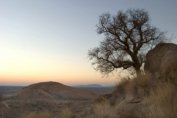 Ondudu Safari Lodge Ondudu Safari Lodge: Einsamer Baum