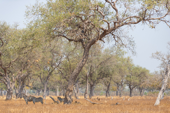 Painted Dogs Lagoon Camp: Zebras