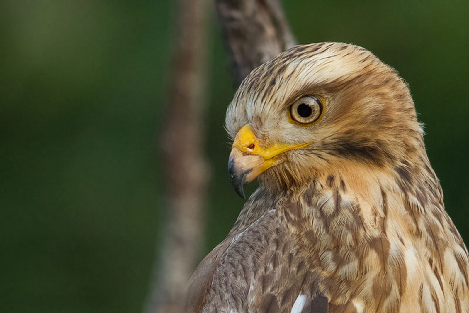 Red Earth Tadoba Red Earth Tadoba: Adler