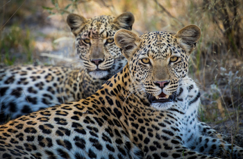 Selinda Suite: Leopardenpaar