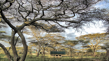 Serian Serengeti Mobile Kusini Camp: Akazien beim Camp