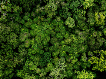 Sette Cama Eco Camp: Baumkronen