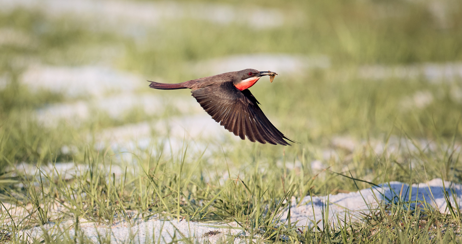 Sette Cama Eco Camp Sette Cama Eco Camp: Rosenspint Rosy Bee-Eater