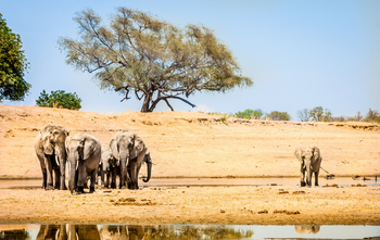Shawa Luangwa Camp: Elefanten am Wasserloch