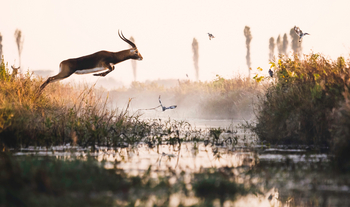Shoebill Island Camp Shoebill Island Camp: Black Lechwe im Sprung