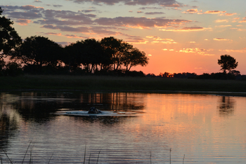 Splash Camp: Nilpferd im Teich