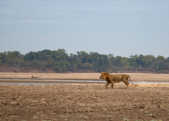 Sungani Lodge Sungani Lodge: Löwe