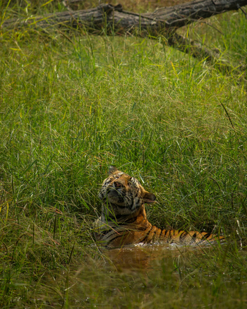 Tathastu Resort Bandhavgarh: Tiger Dhamokar