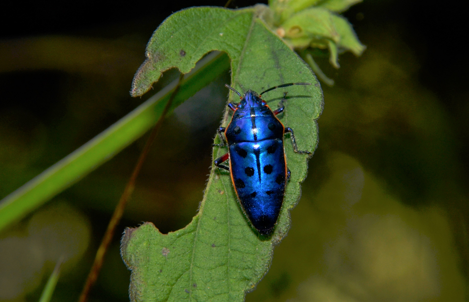 Tathastu Resort Satpura Tathastu Resort Satpura: Scutellerini