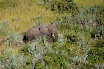 Tubu Tree Camp: Elefant zwischen Palmen