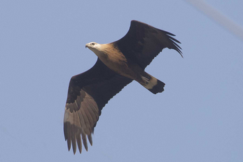 Vanghat: Pallas Fish Eagle