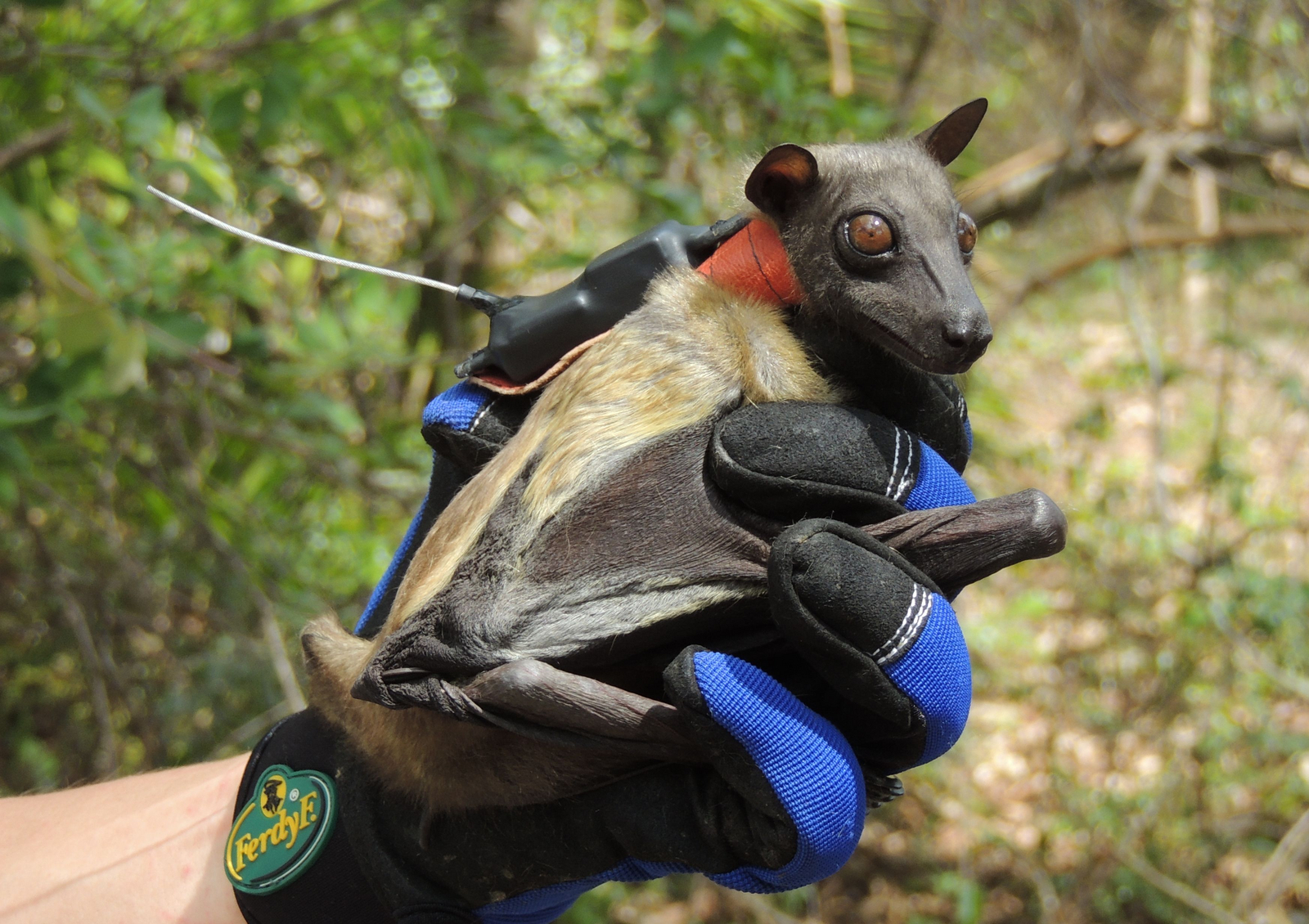 Wasa Lodge Wasa Lodge: Palmenflughund