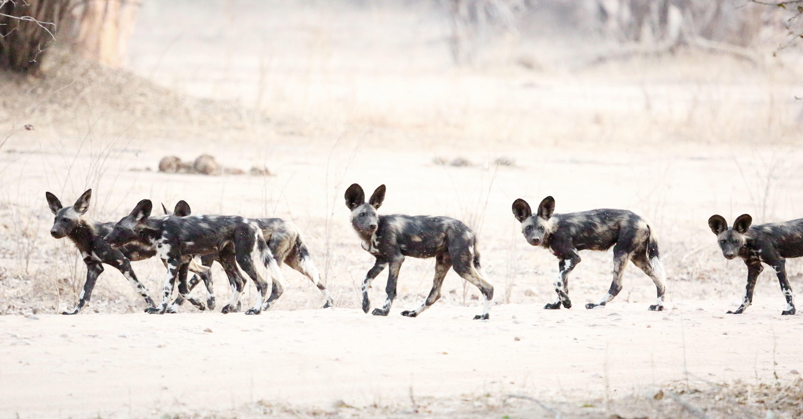 Zambezi Expeditions Zambezi Expeditions: Wildhunde