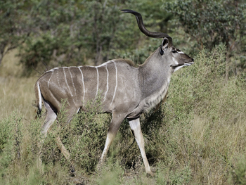 Abu Camp Abu Camp: Kudu-Bulle