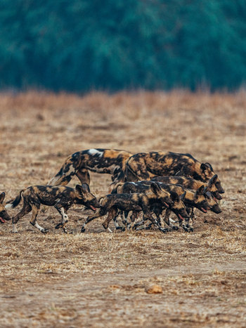 Anabezi Luxury Tented Camp: Junge Wildhunde