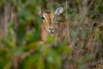 Anantara Tented Camp Kafue River: Spähende Antilope im morgendlichen Buschwerk