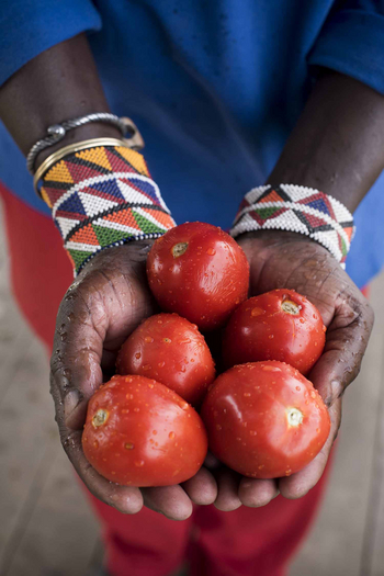 Angama Mara: Tomaten aus dem Gemüsegarten