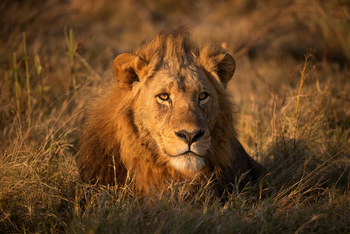 Camp Khwai: Männlicher Löwe