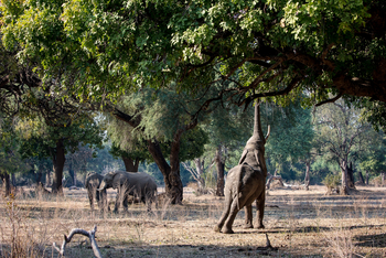 Chikwenya Camp Chikwenya Camp: Rüssel im Baum