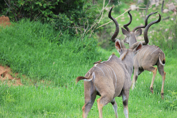Chilo Ivory Trail Adventure: Kudubullen