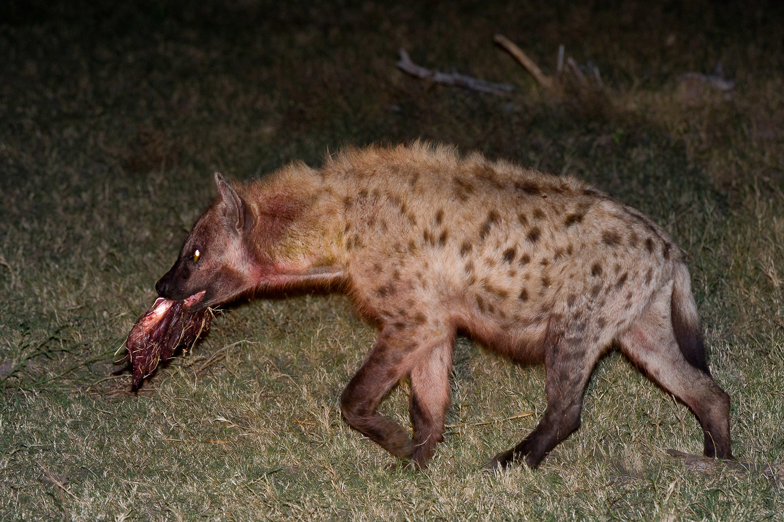 Duma Tau Camp Duma Tau Camp: Hyäne