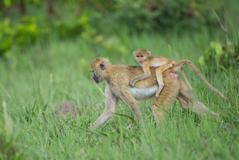 Ila Safari Lodge Ila Safari Lodge: Pavian mit Baby