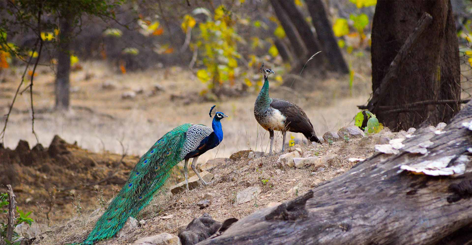 Jharana Jungle Lodge Jharana Jungle Lodge: Pfau