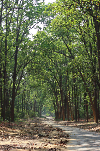 Jim's Jungle Retreat: Lichte Wälder