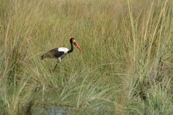 Karangoma Camp: Sattelstorch