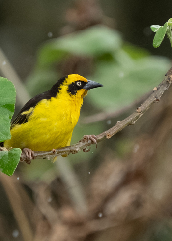 Katambuga House: Webervogel