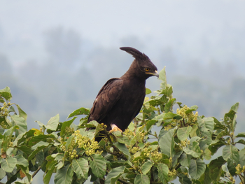 Katara Lodge: Crested Eagle